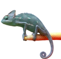 chameleon