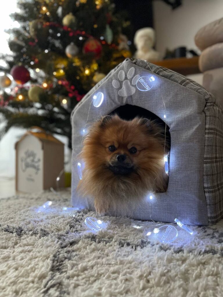 Our awesome sustainable Christmas gifts | TurnKey